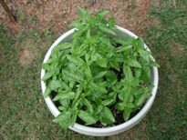Bucket of Basil