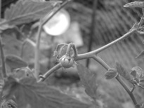 B and W Tomato