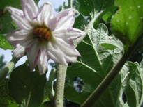 Eggplant Flower