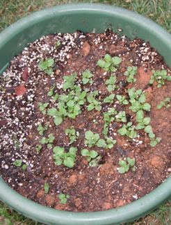 Oregano