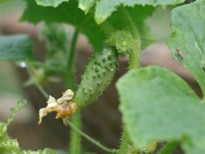 Pickling Cucumbers