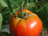 Ripe Tomato