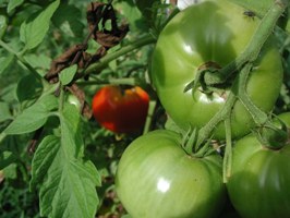 Ripe at last!