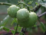 Watered Tomatoes