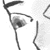 Airashii