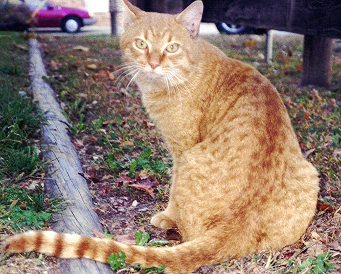 Click on Honey to see his own page.