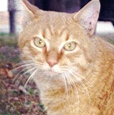 This is Honey Boy