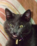 Snarling?