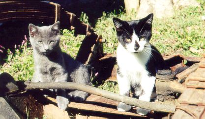 " Tillie's Boys "