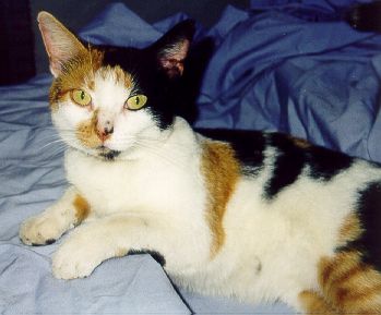 Click on this Tillie-momma to see her page.