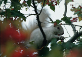Olney, Home of the White Squirrels