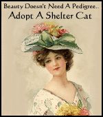 Shelter Kitties are the BEST!