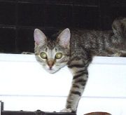 This is Gretl