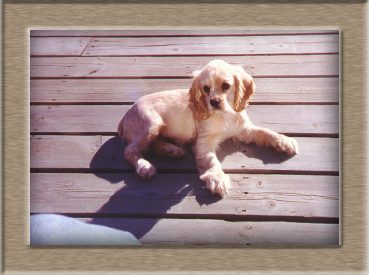 Murphy