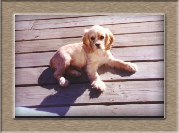 Murphy