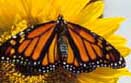 Click this picture to visit the Red Rose Cottage butterfly farm, in Grey Lynn.