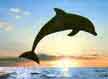 Dolphin leaping.

Dolphins are the only mammal with intelligence rated as higher than humans.
