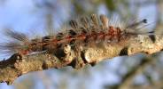 Painted apple moth caterpillar.