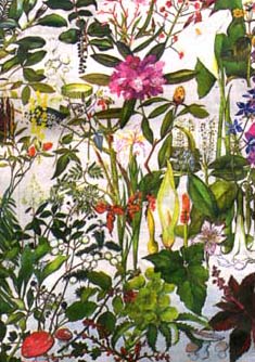 Some common poisonous plants found round New Zealand.