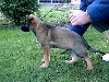 Miko in Germany