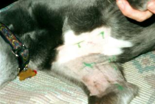 Topaz after her 1st 
radiation treatment
