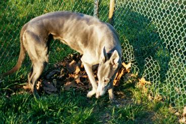 Topaz after osteo 
diagnosis