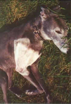 The fur grew back, but it was white.