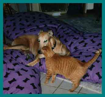 Odie with Spencer the cat