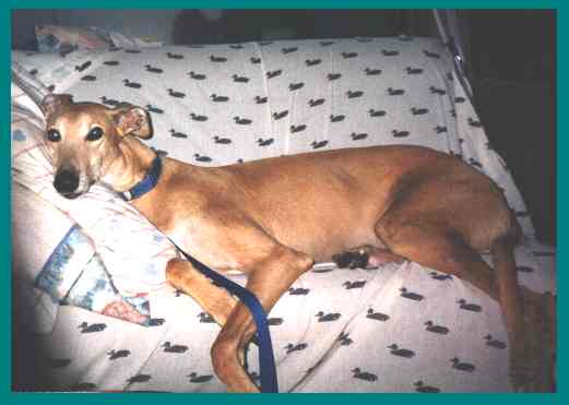 Our beloved Odie