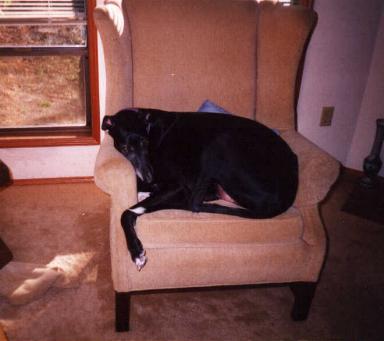 Freddy, the Webmaster's Sofa Spud