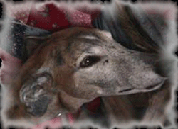 Sandy></center>
</p>
<p>

</center>
<p>

</u> </p>
<p><center><font color=