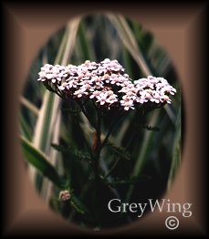Yarrow