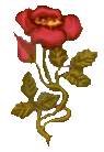 the curs�d rose