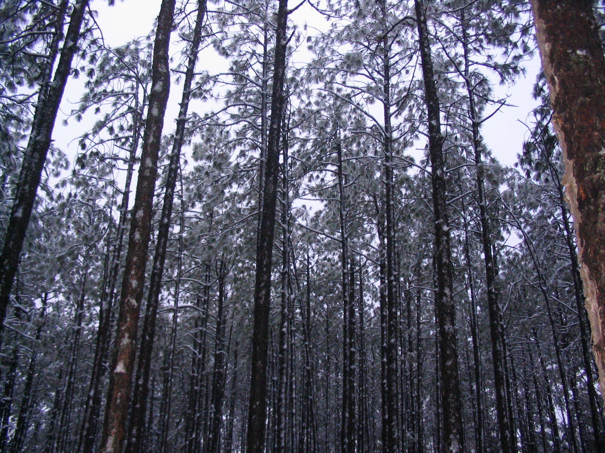 Majestic snow covered pines in Aberdeen.