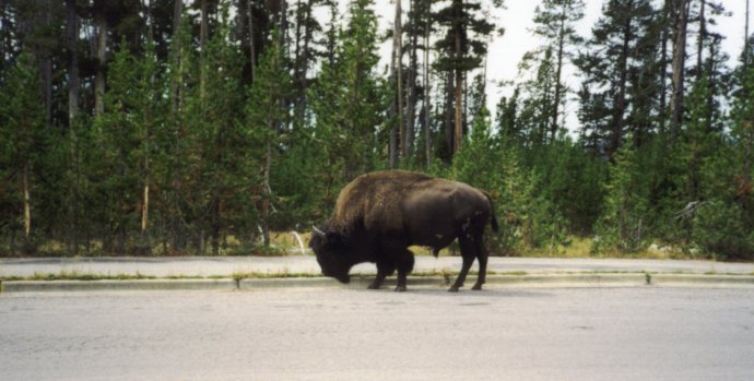 a Buffalo