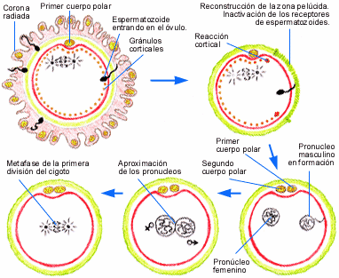 ESQUEMA DE LA FECUNDACI�N