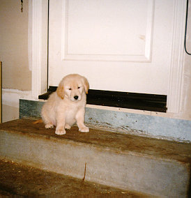 pup7wk.jpg