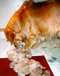 mom & pups2