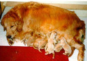 pups feeding