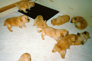 pups3wks.jpg