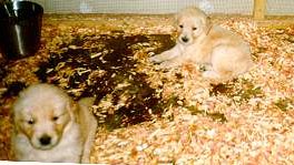pups5wk1.jpg
