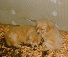 pups5wk3.jpg