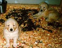 pups5wks.jpg