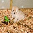 pups6wks2.jpg