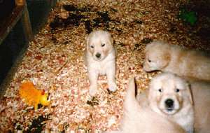pups6wks4.jpg