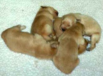 puppy pile