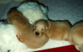 cuties