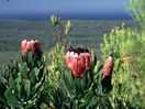 protea