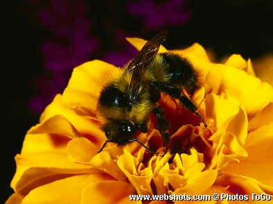 Honeybee