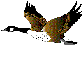 goose.gif (3393 bytes)